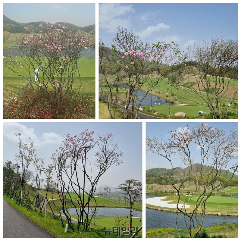 ▲ 이곳에는 60~70년으로 키가 2~3 미터인 철쭉 수백여 그루가 카트 도로를 따라 식재됐다.4월 중순부터 철쭉이 연분홍색 꽃을 피우기 시작했다.ⓒ양승갑 기자