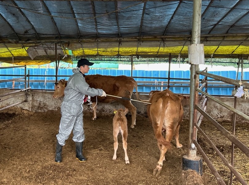 ▲ 고령군은 소 사육농가 386호 4010두, 염소 사육농가 33호 1902두, 그 외 기타 접종 시기가 도래한 돼지, 사슴 등에 구제역 일제접종을 실시중이다.ⓒ고령군