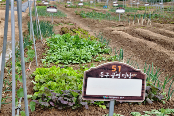 ▲ 대구 동구청(구청장 윤석준)은 오는 11월까지 대림동 공영텃밭에서 교육 프로그램을 운영한다.ⓒ동구청