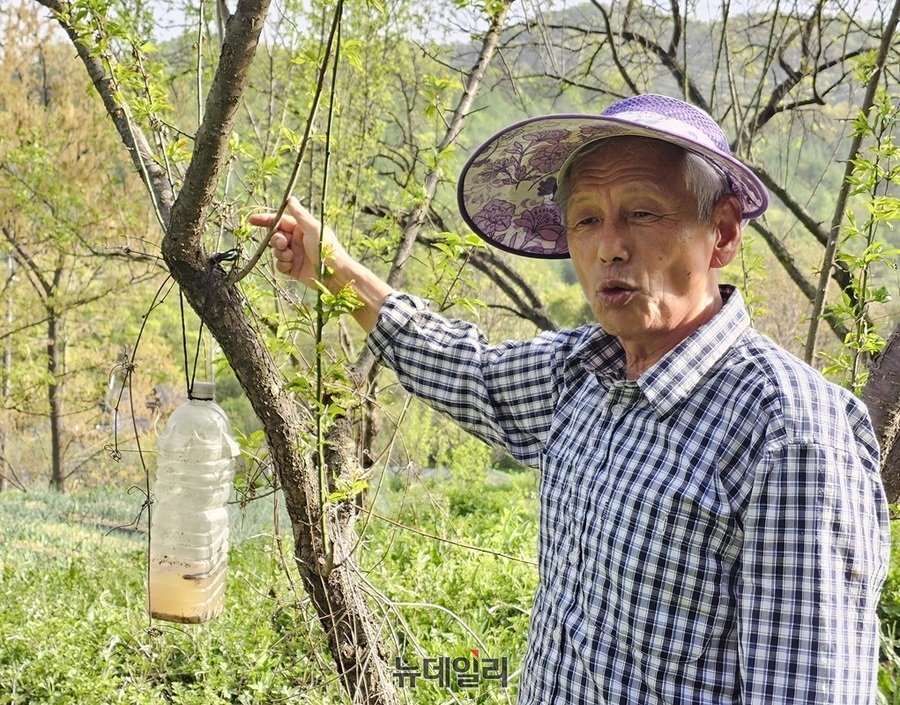 ▲ 조희부 눈비산마을 이사장이 플라스틱 물병을 이용해 매실나무에 매달아 벌 등 해충 제거 장치에 대해 설명하고 있다.ⓒ김정원 기자