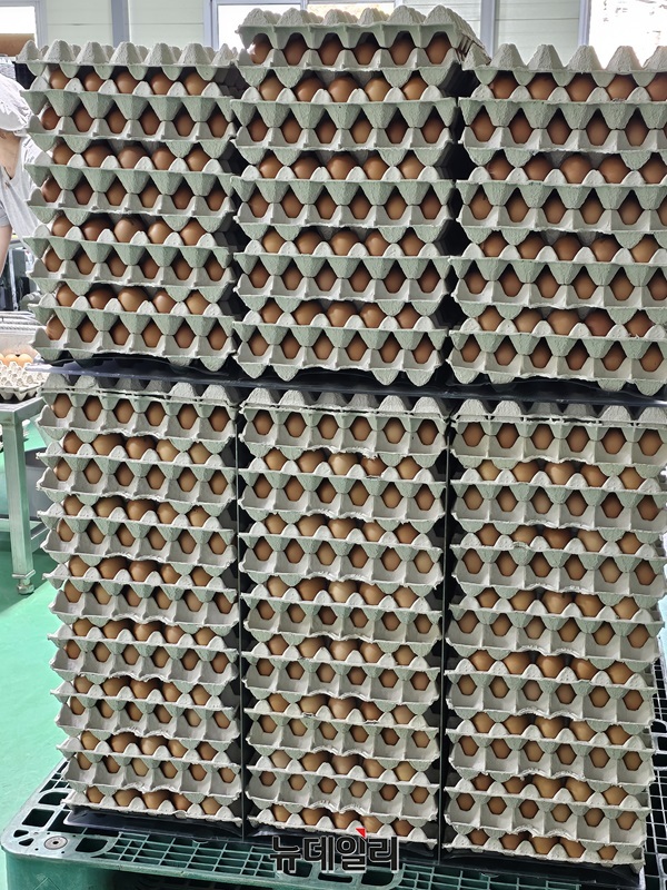 ▲ 괴산 눈비산마을 기업에서 생산된 달걀.ⓒ김정원 기자