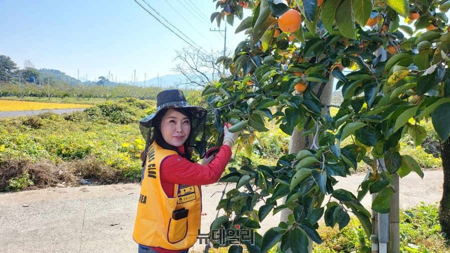 ▲ 이유란 대표가 지난해 청마라이온스클럽에서 진행한 경북 청도감따기 봉사활동을 펼치는 장면.ⓒ뉴데일리