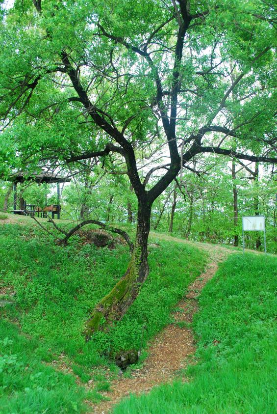 ▲ 전월산 정상에 옆에 있는 용샘과 버드나무.ⓒ진경수 山 애호가