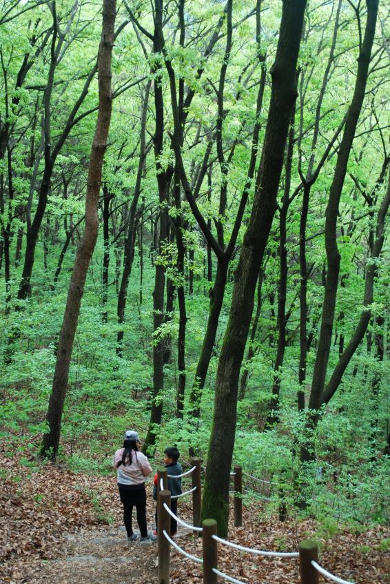 ▲ 원수산을 오르는 싱그러운 숲속의 계단.ⓒ진경수 山 애호가