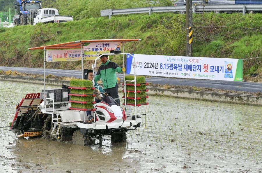▲ 대한광복단 발상지인 항일 의병의 고장 영주시에서 ‘8‧15 광복쌀’ 올해 첫 모내기가 시작됐다.ⓒ영주시