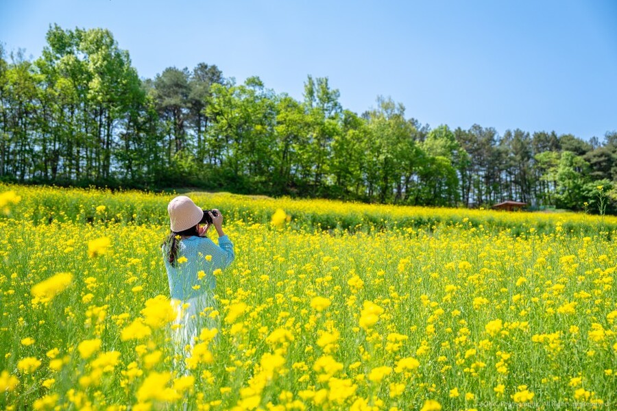 ▲ 예천군 회룡포에서 봄꽃 축제가 5월 6일까지 진행된다.ⓒ예천군
