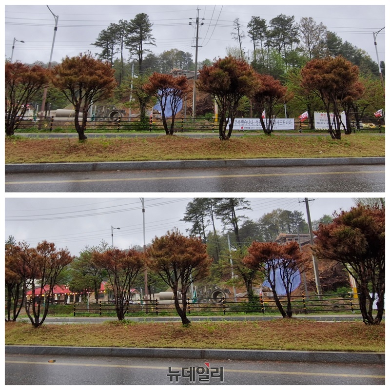 ▲ 청주시상당구 산성로에 식재된 가로수 소나무가 말라죽어 가는 모습.ⓒ양승갑 기자