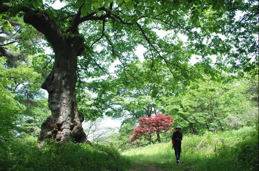 ▲ 첫 번째 세거리에 자리한 고령의 느티나무.ⓒ진경수 山 애호가