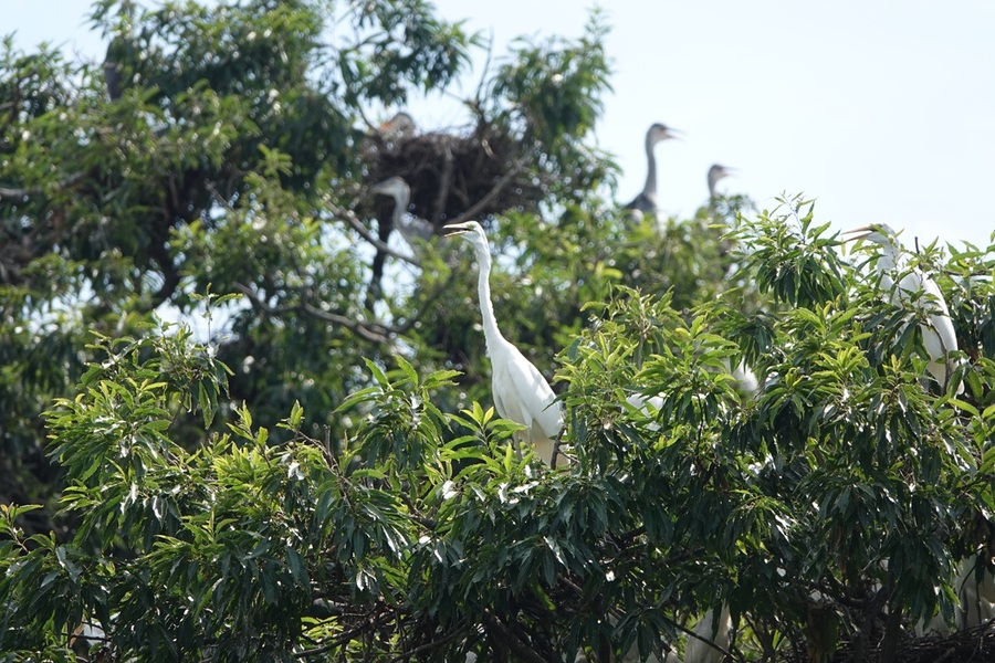 ▲ 청주시 흥덕구 송절동의 백로 서식지.쇠백로, 중대백로, 왜가리, 해오라기, 황로 등 2000여 마리를 관찰할 수 있다.ⓒ청주시