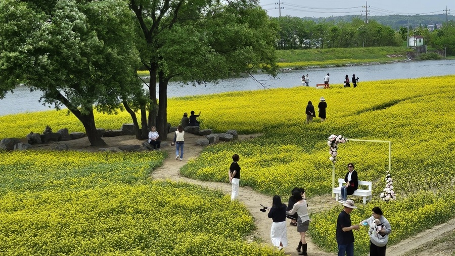 ▲ 농업기술센터 옆 무심천 수변 유채꽃밭을 4만 3,774㎡의 규모로 조성해 관람객들의 큰 호응을 얻었다.ⓒ청주시