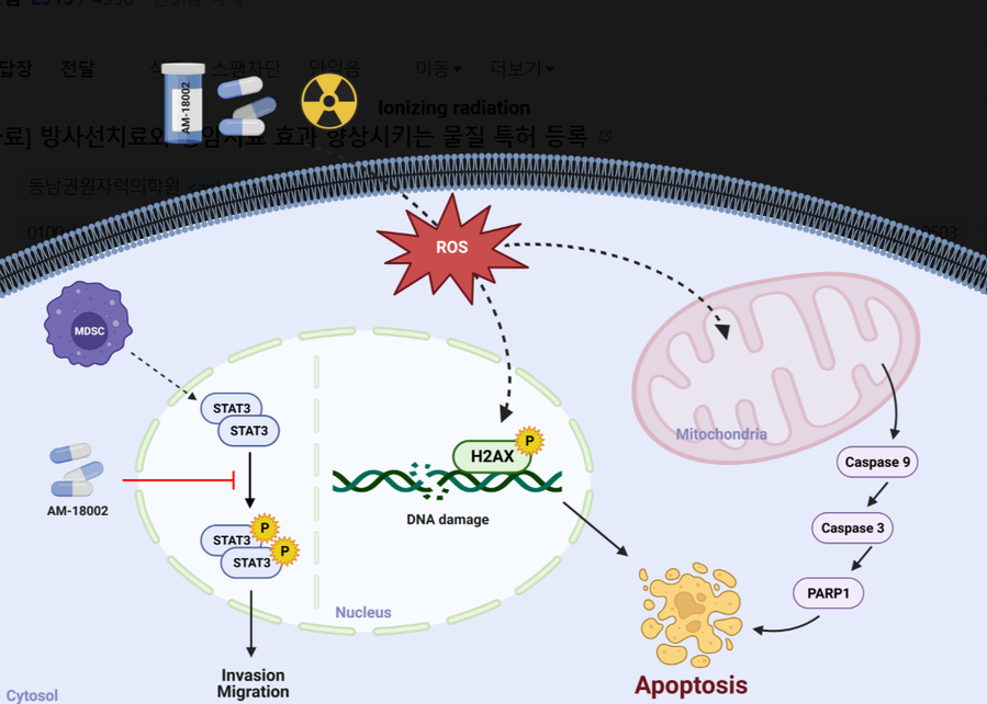 ▲ AM-18002의 세포사멸에 관여하는 신호전달 모식도.ⓒ동남권원자력의학원