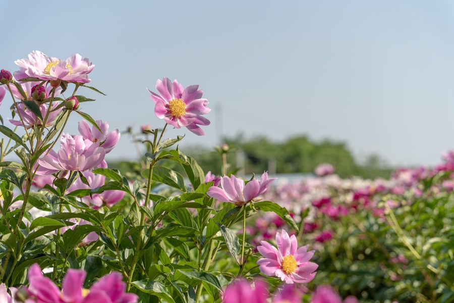 ▲ 영천시(시장 최기문)는 영천시 화북면 정각리 890번지 일원을 포함한 5개 작약밭에서 5월 10일부터 19일까지 ‘영천 작약꽃 나들이’ 행사를 실시한다고 밝혔다.ⓒ영천시