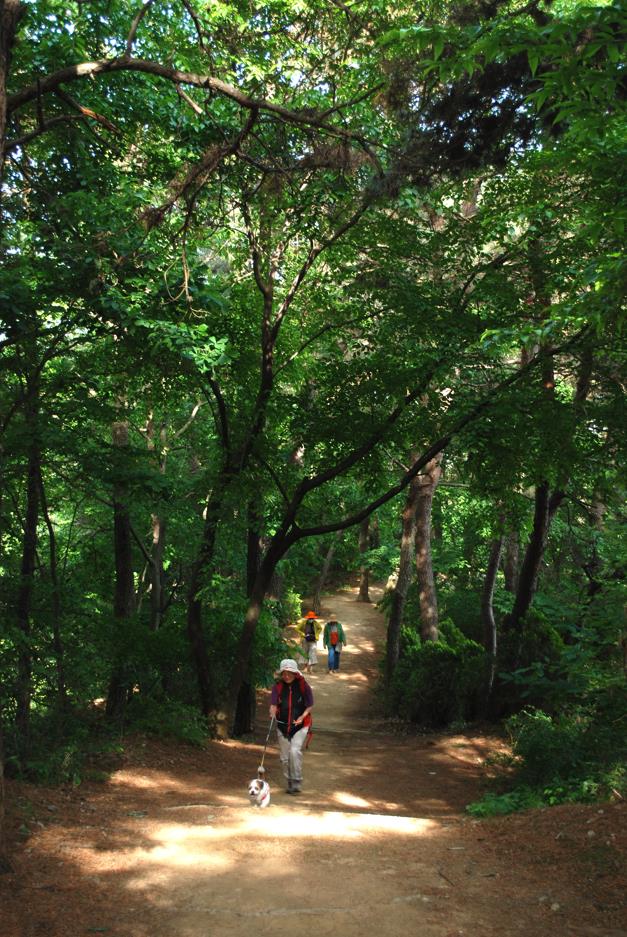 ▲ 울울창창한 숲속의 맨발 산책로.ⓒ진경수 山 애호가