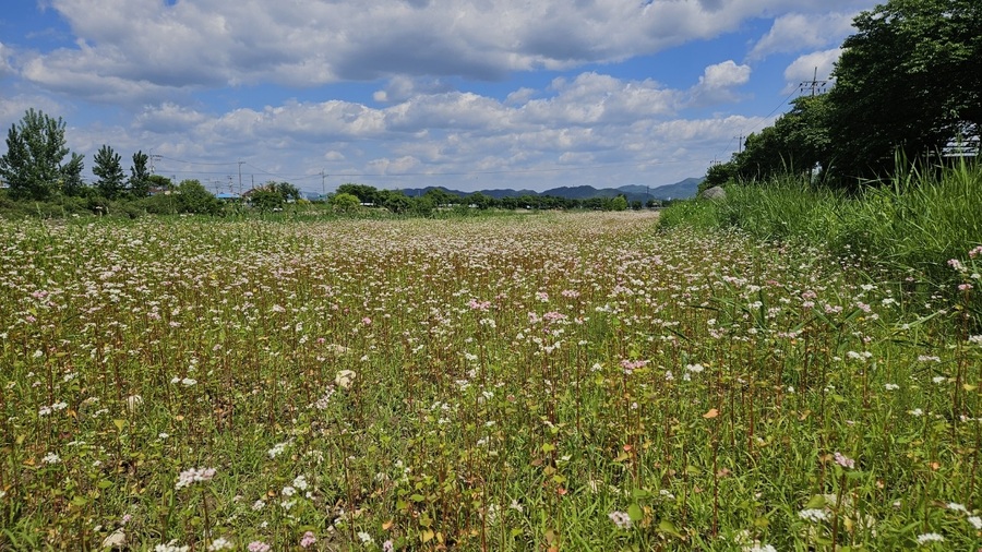▲ 진천군 백곡천에 메밀꽃이 만개해 장관을 이루고 있다.ⓒ진천군