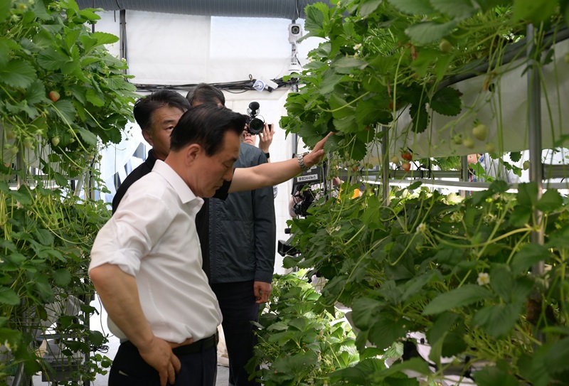 ▲ 백성현 논산시장이 지난 21일 딸기 LED 단동형 다단재배 시범사업을 둘러보고 있다.ⓒ논산시