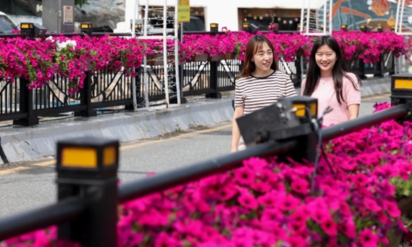 ▲ 대전 동구가 대동천 10개 교량 난간에 꽃 장식화분에 웨이브 페튜니아 4만여 본을 식재하는 꽃다리 조성사업을 추진했다.ⓒ동구