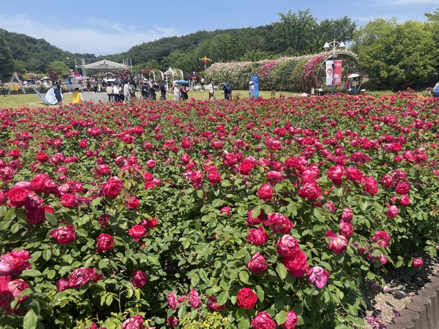 ▲ 23일 방문한 울산대공원 장미축제. 장미축제를 찾은 관람객들이 장미원을 둘러보고 있는 모습.ⓒ이가영 기자