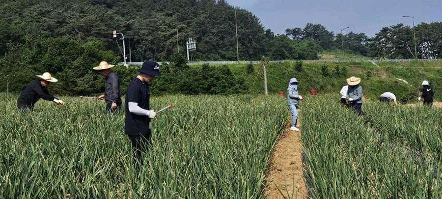 ▲ 부안군의회 김광수 의장 등 의원 및 사무처 직원 등 20여명은 24일 하서면 마늘 재배농가를 방문해 일손돕기를 펼쳤다.ⓒ부안군의회 사진 제공