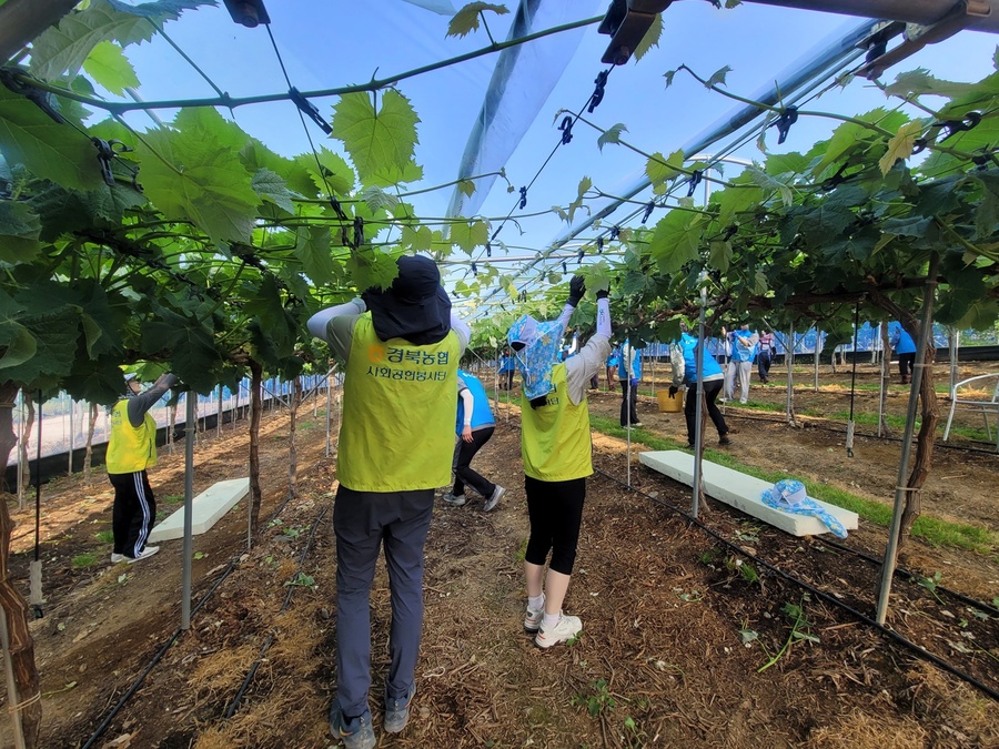 ▲ 경북농협(본부장 임도곤)은 24일 농번기를 맞이해 일손이 부족한 문경 관내 사과 농가 및 포도 농가를 찾아 농촌일손돕기에 나섰다.ⓒ경북농협