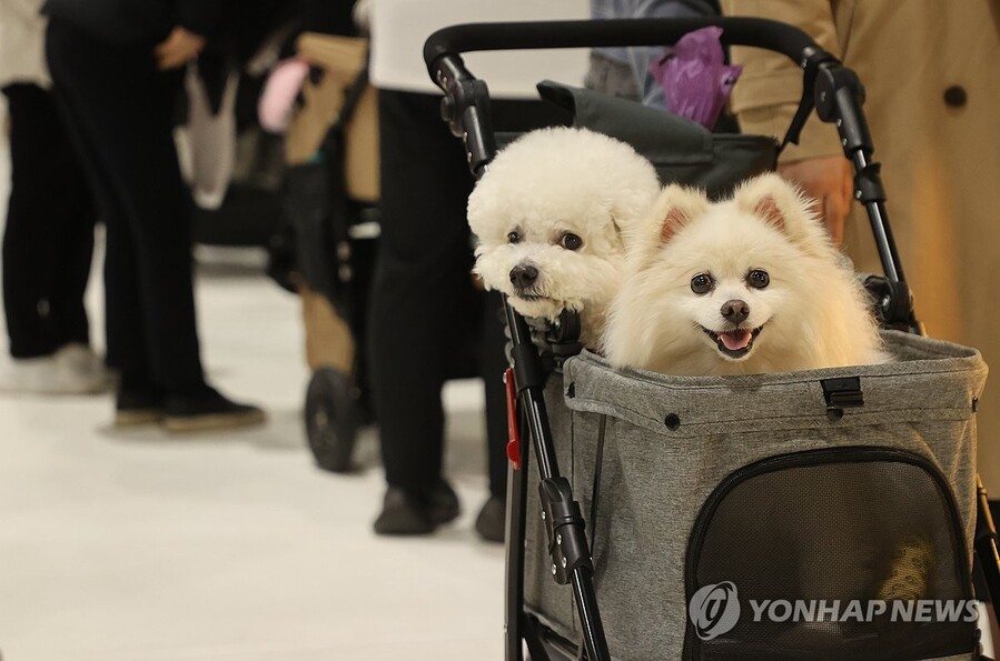 ▲ 반려견용 유모차에 탄 강아지들. ⓒ연합뉴스