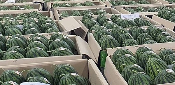 ▲ 싱싱세종 봄 수박.ⓒ세종시