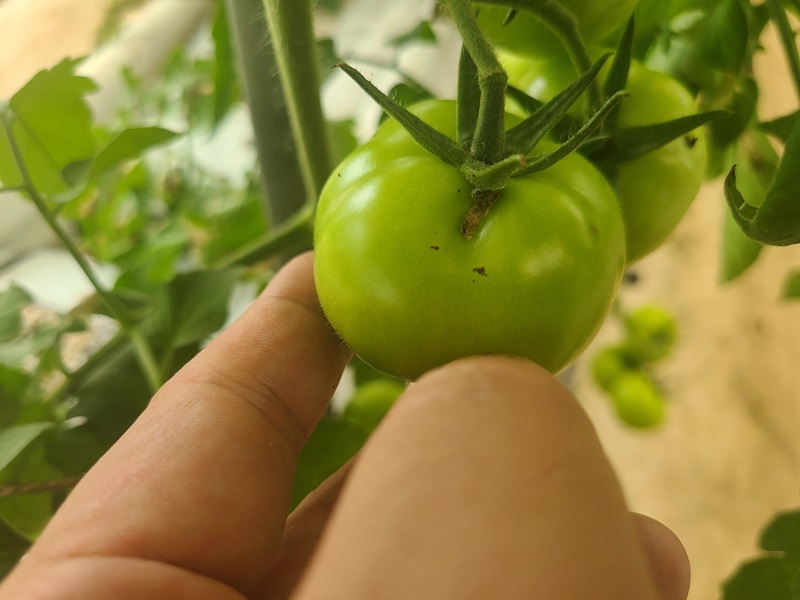 ▲ 논산지역에서 발생한 토마토뿔나방으로 꼭지부근을 갉아먹고 있다.ⓒ논산시