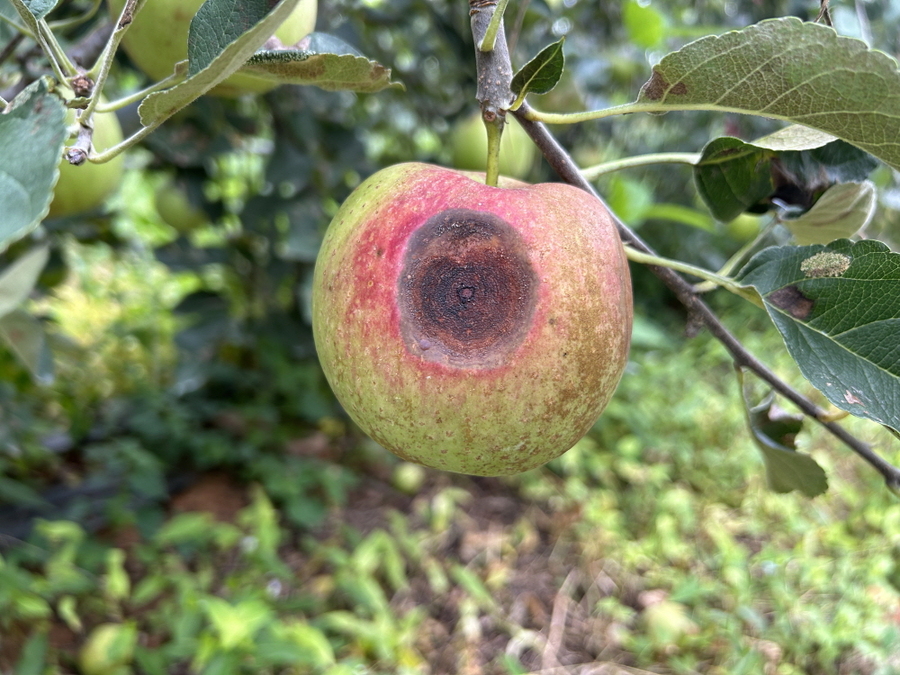 ▲ 탄저병에 감염된 사과.ⓒ상주시