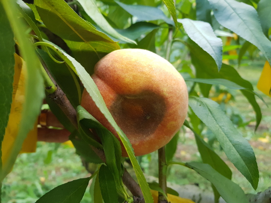 ▲ 탄저병에 감염된 복숭아.ⓒ상주시