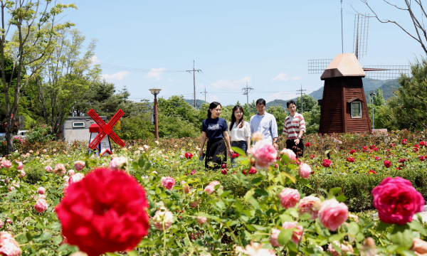 ▲ 대전 동구는 오는 31일~내달 8일까지 대청호자연생태관 및 대청호 자연 수변공원 일원에서 ‘2024 대청호 장미전시회’가 개최된다.ⓒ동구