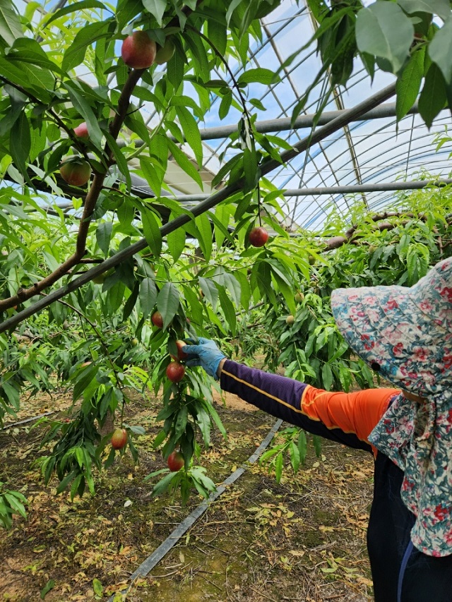 ▲ 의성군의 대표 농산물 중 하나인 의성 신비 복숭아가 올해 첫 출하를 했다.ⓒ의성군