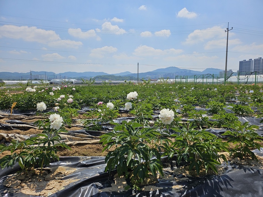 ▲ 절화작약 재배 모습.ⓒ진천군