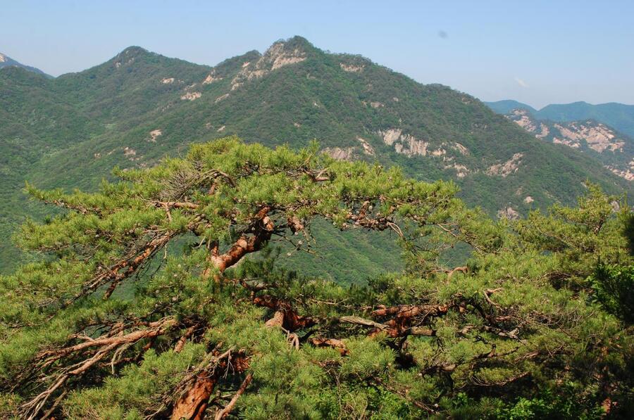 ▲ 박쥐봉을 배경으로 자리한 적송.ⓒ진경수 山 애호가