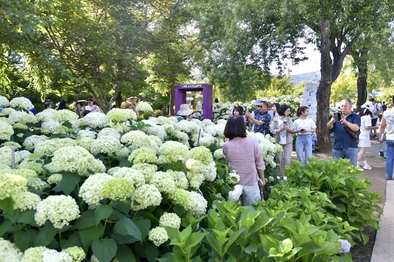 ▲ 제3회 공주 유구색동수국정원 꽃 축제.ⓒ공주시