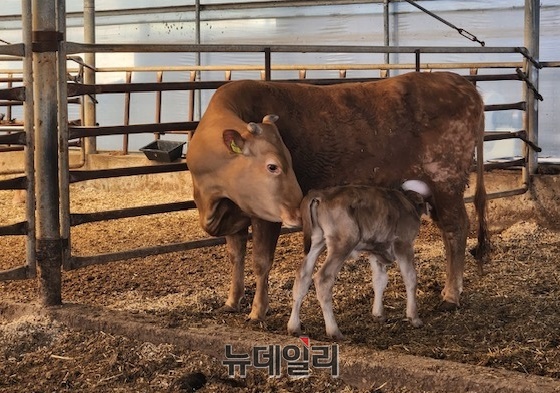 ▲ 축산농가에서 길러진 한우.ⓒ뉴데일리