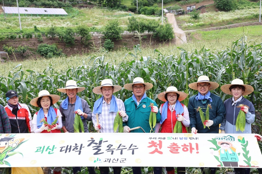 ▲ 충북 괴산군은 5일 장연면 방곡리 일원에서 대학찰옥수수 첫 출하 행사를 열고 군 대표 특산물인 대학찰옥수수의 본격적인 출하를 알렸다.ⓒ괴산군