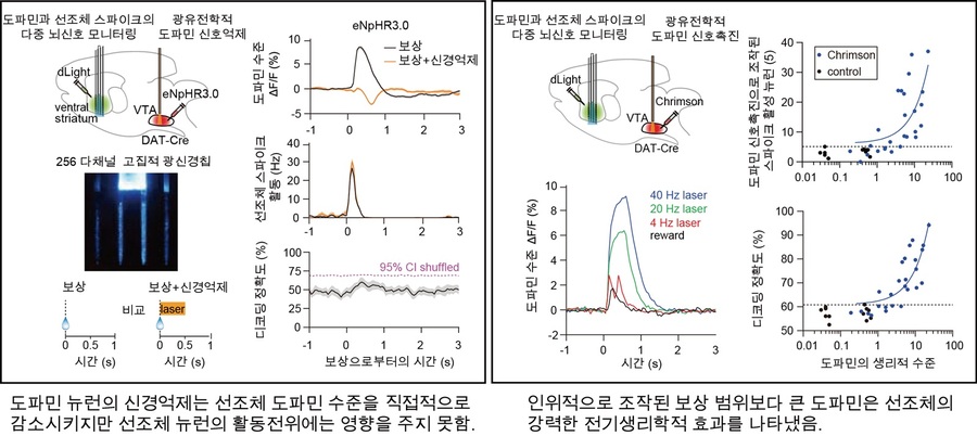 ▲ DGIST(총장 이건우) 뇌과학과 이광 교수팀이 뇌신경 신호와 선조체의 도파민 신호 사이의 상관관계를 새롭게 밝혀냈다.ⓒDGIST