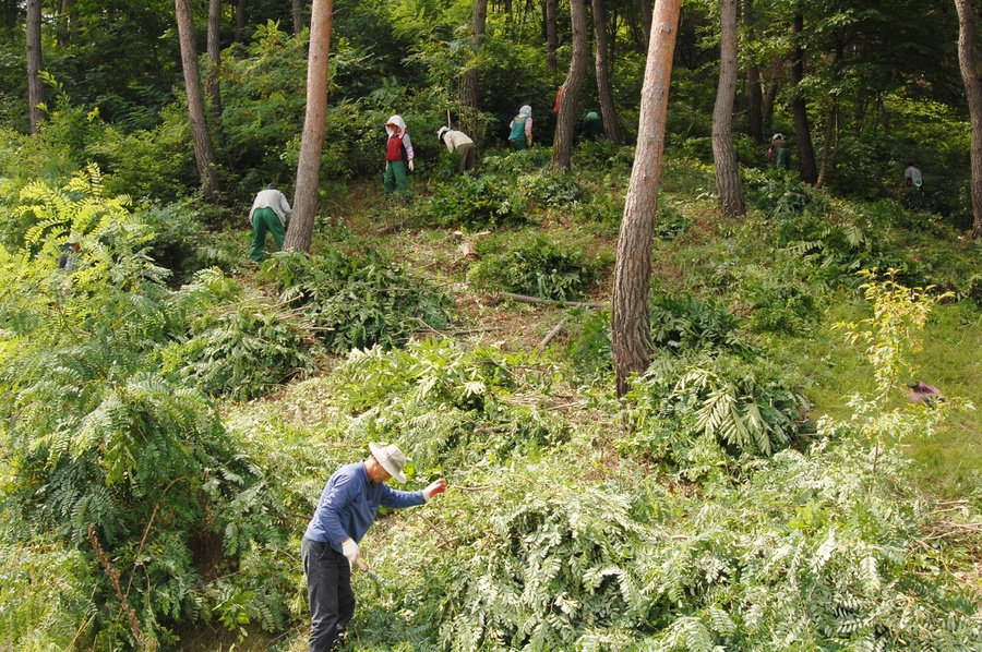 ▲ 산림바이오매스 수집단은 관내 도로변 등 주요 경관지를 대상으로 풀베기 및 덩굴제거 등의 산림정비와 숲가꾸기 산물 수집확대 등의 활동을 전개하고 있다.ⓒ청송군