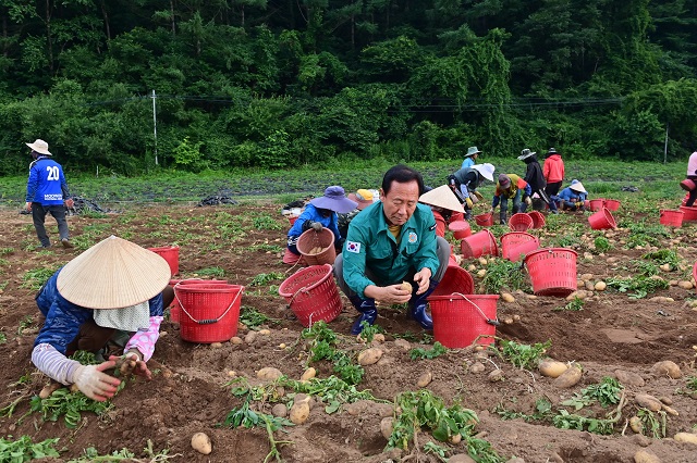 ▲ 박현국 봉화군수가 지난 12일 봉화청정작목반원들과 골든에그(Golden Egg) 감자를 수확하고 있다.ⓒ봉화군