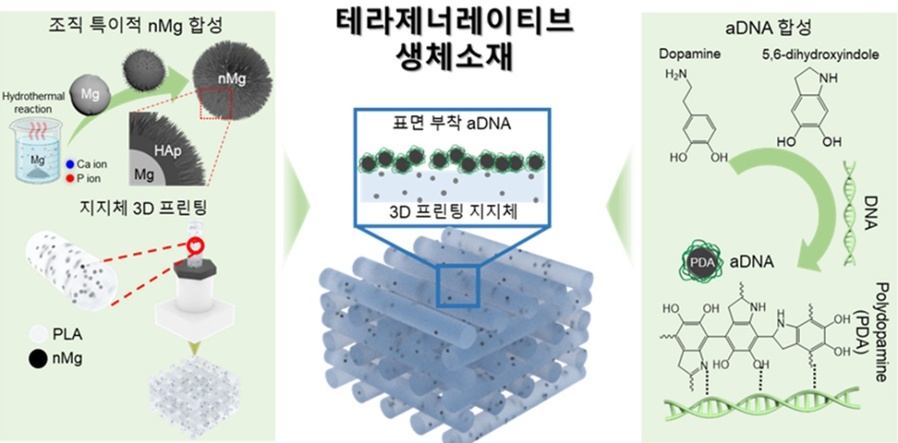 ▲ 가톨릭대학교 연구팀이 고려대, 한양대 연구팀과의 공동연구를 통해 뼈 조직 치료와 재생 촉진을 동시에 갖춘 신개념 생체소재 '테라제너레이티브 생체소재'를 개발했다.ⓒ가톨릭대