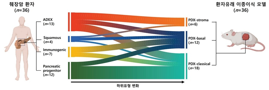 ▲ 아주대-서울대 공동 연구팀은 실제 췌장암 환자의 조직과 PDX 모델을 대비해 축적되는 다양한 유전체 변이와 모델 특이적 유전자 발현 프로파일의 변화를 추적했다.ⓒ아주대