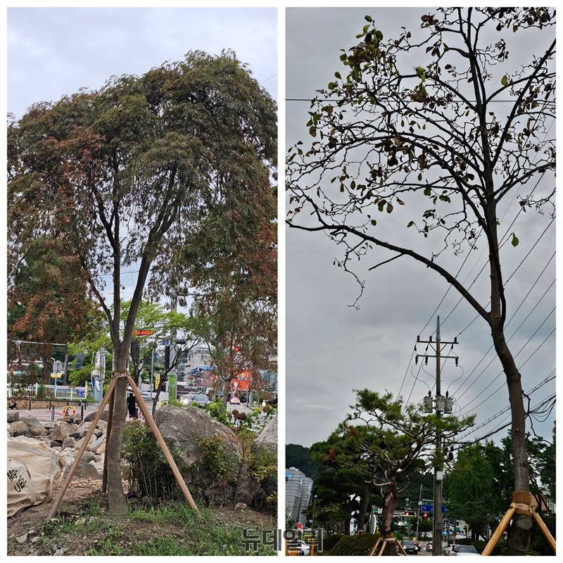 ▲ 충북개발공사가 충북도청에서 옮겨 심은 단풍나무 등이 폭염을 극복하지 못하고 앞이 누렇게 말라가고 있다.ⓒ뉴데일리