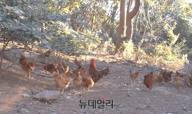 ▲ 구엄닭이 방목 사육되고 있는 모습ⓒ제주웰빙영농조합법인