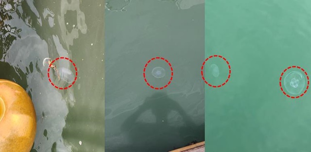 ▲ 경기도가 주의를 당부하고 나선 경기만 등에서 발생빈도가 증가하고 있는 보름달물해파리. ⓒ경기도 제공