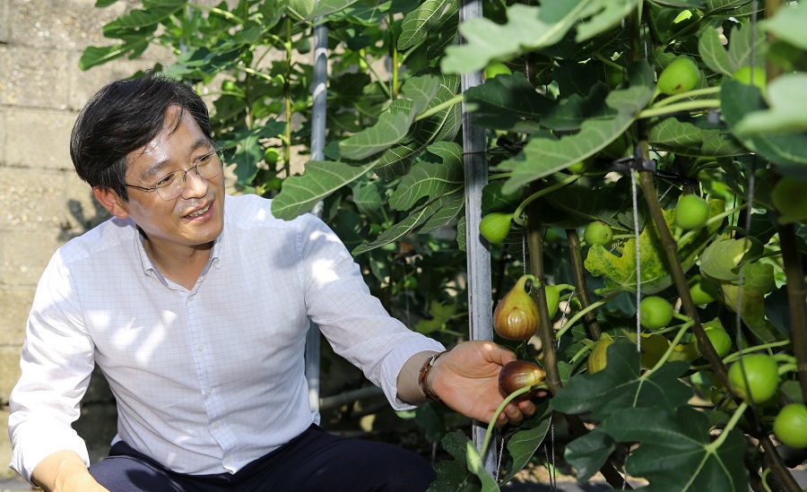 ▲ 우승희 영암군수가 제철을 맞아 맛도 영양도 으뜸인 영암 무화과 홍보에 나섰다.ⓒ영암군
