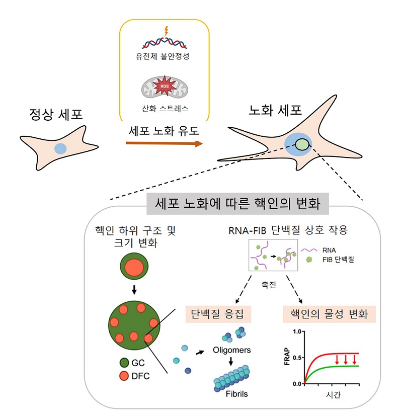 ▲ 세포 노화에 의한 핵인 차원 신규 표현형 규명.ⓒ성균관대