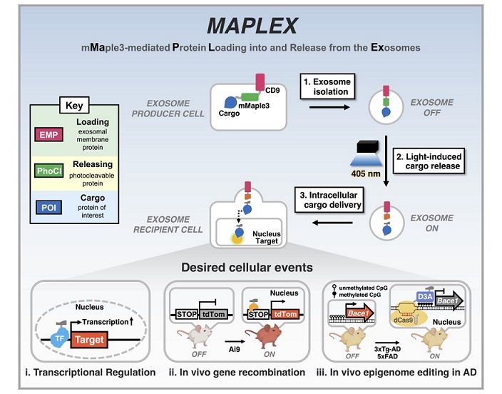 ▲ 조동규 교수가 개발한 MAPLEX 시스템과 이의 응용.ⓒ성균관대