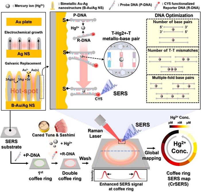 ▲ 센서 기판의 최적화 과정과 이를 이용한 참치 속 수은 이온의 검출 메커니즘 모식도.ⓒ성균관대