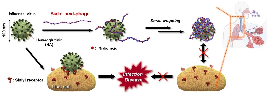 ▲ 시알산 수용체-모방 화합물 도입 M13 파지의 인플루엔자 바이러스 감염 저해 모식도.ⓒ성균관대