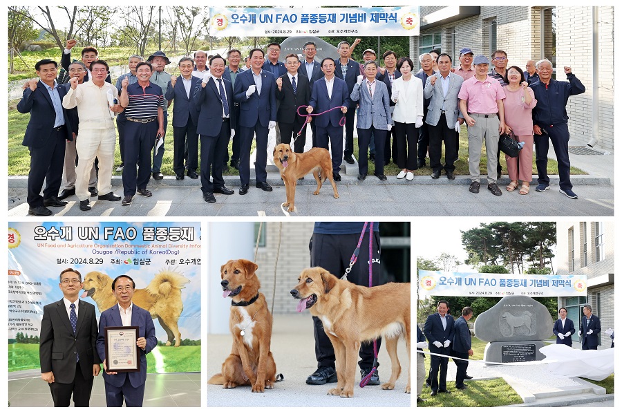 ▲ 오수개 UN FAO(식량농업기구) 품종 등재 기념 행사(위쪽 기념비 제막식 아래 왼쪽부터 오수개 국가 교유자원 인증서 전달식, 오수개, 기념비 제막식)ⓒ임실군