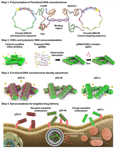 ▲ 핵산나노공학 기술을 활용하여 고분자화된 기능성 DNA 나노구조체와 표면 개질된 나노셀룰로오스 복합체를 형성하는 과정의 모식도.ⓒ연세대